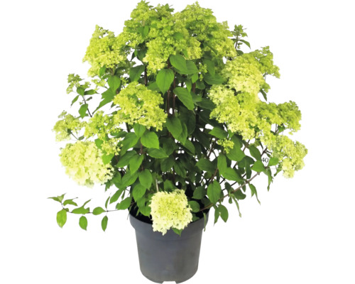 Hortensia paniculé Hydrangea paniculata avec des fleurs vert clair dans un pot de fleurs