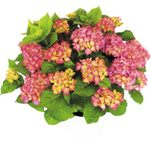 Hortensie Hydrangea macrophylla mat rosa-giele Bléien a grénge Blieder am wäissen Dëppen.