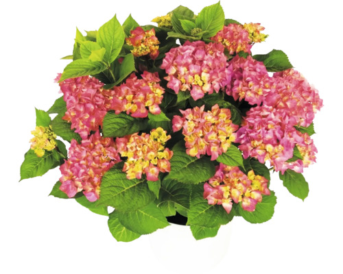 Hortensie Hydrangea macrophylla mat rosa-giele Bléien a grénge Blieder am wäissen Dëppen.