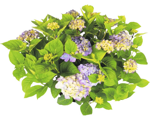 Hortensie mit grünen Blättern und violett-gelben Blüten.
