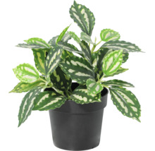 Künstliche Pilea Zimmerpflanze mit gemusterten Blättern im schwarzen Kunststofftopf.
