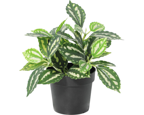 Künstliche Pilea Zimmerpflanze mit gemusterten Blättern im schwarzen Kunststofftopf.