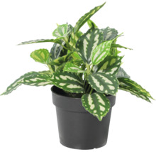 Pilea cadierei Zimmerpflanze im Kunststofftopf mit silbrig-weißen Blattmustern.