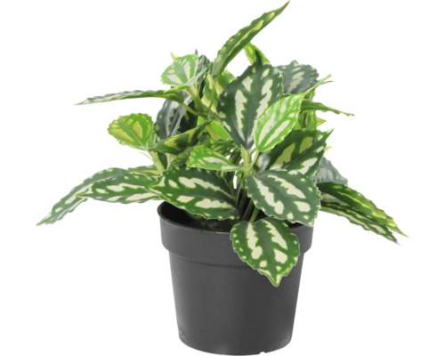 Pilea cadierei Zimmerpflanze im Kunststofftopf mit silbrig-weißen Blattmustern.