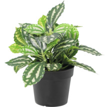 Pilea cadierei Zimmerpflanze im schwarzen Kunststofftopf mit silber gemusterten Blättern.