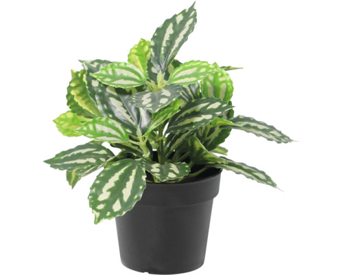 Pilea cadierei Zimmerpflanze im schwarzen Kunststofftopf mit silber gemusterten Blättern.