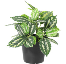 Künstliche Pilea-Pflanze in einem schwarzen Kunststofftopf.