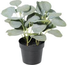 Künstliche Eukalyptuspflanze mit breiten Blättern in einem schwarzen Topf.