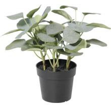 Künstlicher Eukalyptus im schwarzen Kunststofftopf für die Innendekoration.