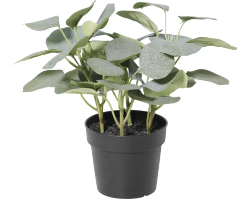 Künstlicher Eukalyptus im schwarzen Kunststofftopf für die Innendekoration.