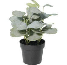 Künstliche Eukalyptus-Pflanze in Grün im schwarzen Kunststofftopf für den Innenbereich.