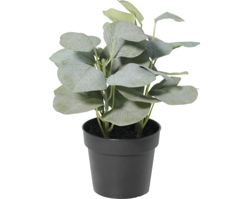 Künstliche Eukalyptus-Pflanze in Grün im schwarzen Kunststofftopf für den Innenbereich.
