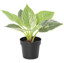 Künstliche Pflanze Philodendron Birkin mit gestreiften Blättern im schwarzen Topf.