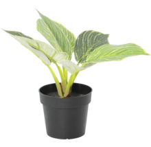 Künstliche Philodendron Birkin Pflanze mit grün-weiß gestreiften Blättern in einem schwarzen Topf.