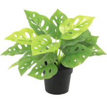 Künstlech Planz Monstera Adansonii am schwaarze Pot mat gelochte Blieder.