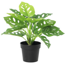 Künstliche Monstera Adansonii im schwarzen Kunststofftopf.