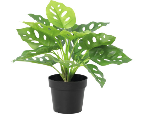 Künstliche Monstera Adansonii im schwarzen Kunststofftopf.