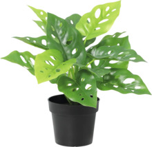 Künstliche Monstera Monkey Mask in schwarzem Topf.