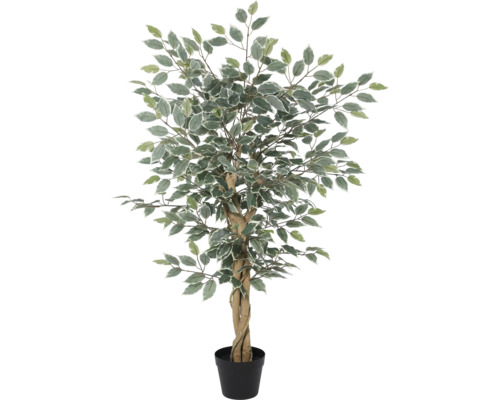 Künstlicher Ficus mit geflochtenem Stamm und zweifarbigen Blättern im schwarzen Kunststofftopf.