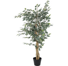 Künstliche Birkenfeige Ficus Benjamina mit weißgrünen Blättern und geflochtenem Stamm im schwarzen Kunststofftopf.