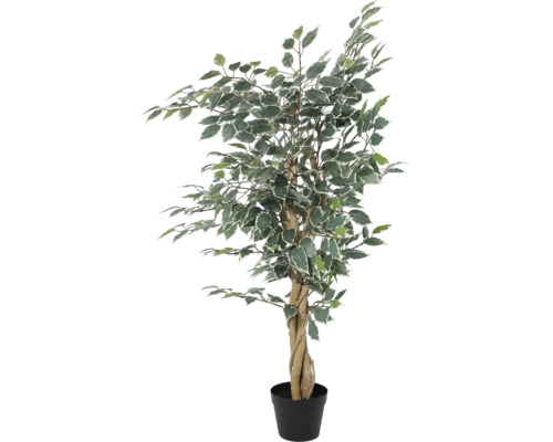 Künstliche Birkenfeige Ficus Benjamina mit weißgrünen Blättern und geflochtenem Stamm im schwarzen Kunststofftopf.