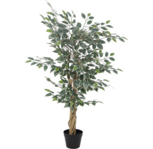 Künstliche Ficus Benjamina Pflanze mit panaschierten Blättern, gedrehtem Echtholzstamm und schwarzem Kunststofftopf.