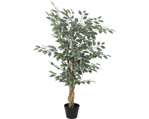 Künstliche Ficus Benjamina Pflanze mit panaschierten Blättern, gedrehtem Echtholzstamm und schwarzem Kunststofftopf.