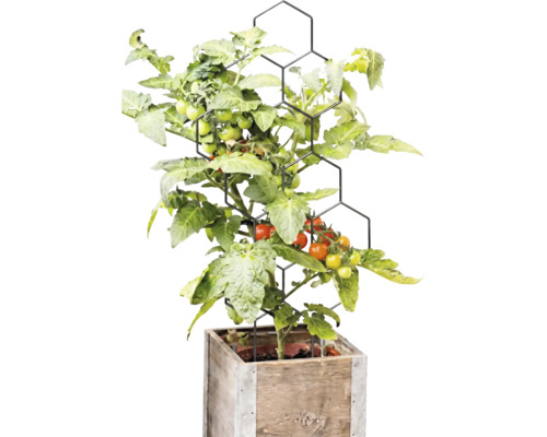 Pied de tomate avec des fruits sur un tuteur noir en forme de nid d abeille dans un bac carré en bois.