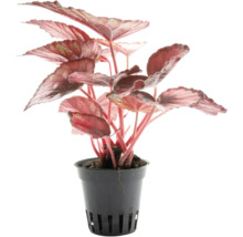 Blattbegonie Begonia Rex mat rötleche Blieder an engem schwaarze Kunststoffdëppen.