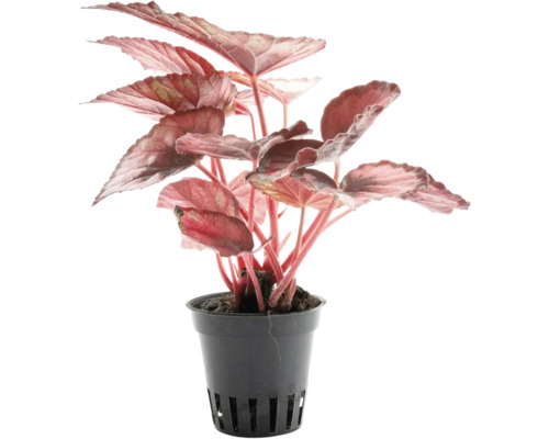 Blattbegonie Begonia Rex mat rötleche Blieder an engem schwaarze Kunststoffdëppen.
