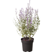 Blauraute Perovskia atriplicifolia am schwaarze Plastiksdëppen mat violette Bléistänn.