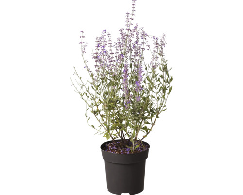 Blauraute Perovskia atriplicifolia am schwaarze Plastiksdëppen mat violette Bléistänn.