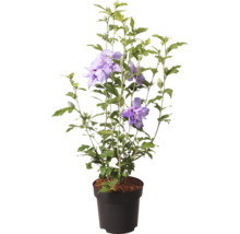 Garteneibisch Hibiscus syriacus am Konschtstoffdëppen mat gefëllte violette Bléien a grénge Blieder.