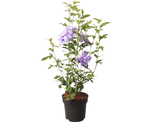 Garteneibisch Hibiscus syriacus am Konschtstoffdëppen mat gefëllte violette Bléien a grénge Blieder.