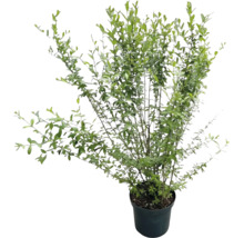 Troène commun Ligustrum vulgare plante de haie en pot