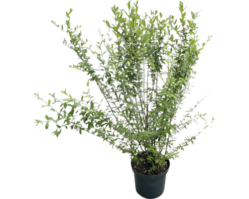 Troène commun Ligustrum vulgare plante de haie en pot