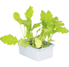 Jeunes plants de roquette dans un bac en plastique blanc.