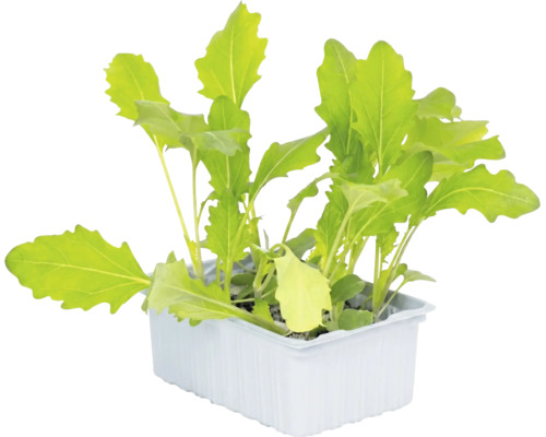 Jeunes plants de roquette dans un bac en plastique blanc. Jeunes plants de roquette dans un bac en plastique blanc.