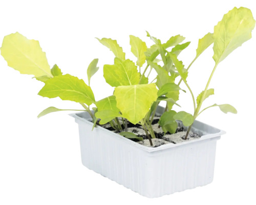 Jeunes plants de légumes dans un bac de culture blanc.
