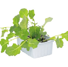 Jonge Kohlrabi-Planzen an enger wäisser rechteckeger Planzschuel mat Äerd.
