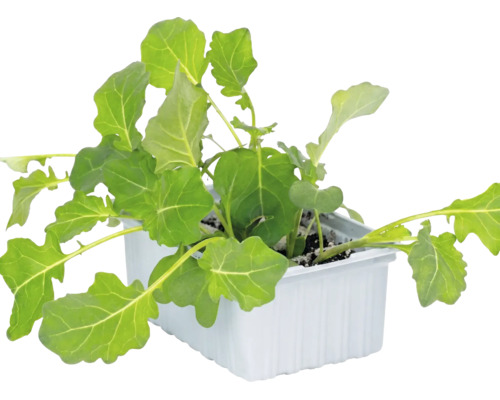Jeunes plants de chou-rave dans un bac de culture rectangulaire blanc avec terreau.