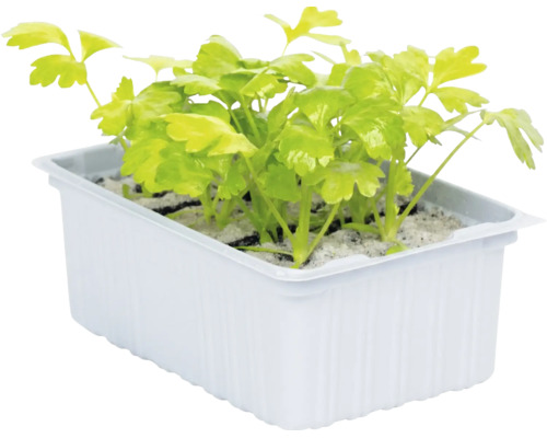 Jeunes plants de fines herbes dans un bac à plantes rectangulaire blanc en plastique.