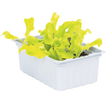 Jeune plant de salade dans un bac de culture blanc.