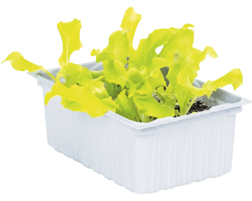 Jeune plant de salade dans un bac de culture blanc.