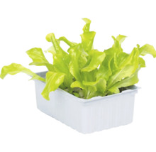 Jeunes plants de laitue dans un bac de culture rectangulaire blanc.