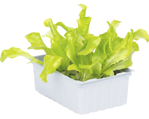 Jeunes plants de laitue dans un bac de culture rectangulaire blanc.