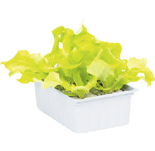 Jeunes plants de laitue dans un bac de culture rectangulaire en plastique.