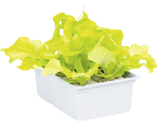 Jeunes plants de laitue dans un bac de culture rectangulaire en plastique.