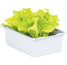 Jeunes plants de laitue verte dans un bac rectangulaire en plastique blanc pour le jardin ou le balcon.