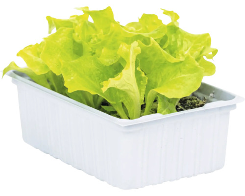 Jeunes plants de laitue verte dans un bac rectangulaire en plastique blanc pour le jardin ou le balcon.